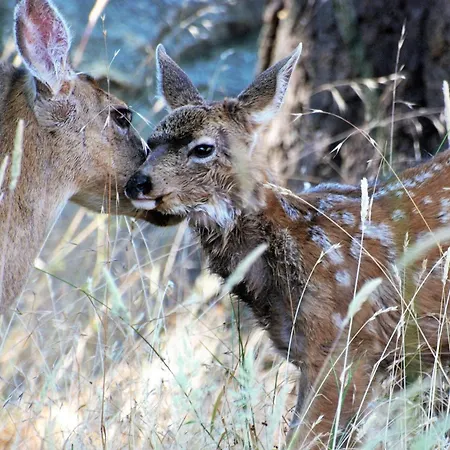 Dreilaendereck Am Kaiserstuhl Lejlighed