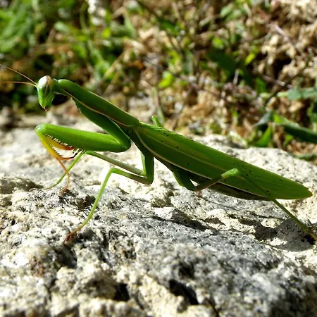 Lejlighed Dreilaendereck Am Kaiserstuhl *