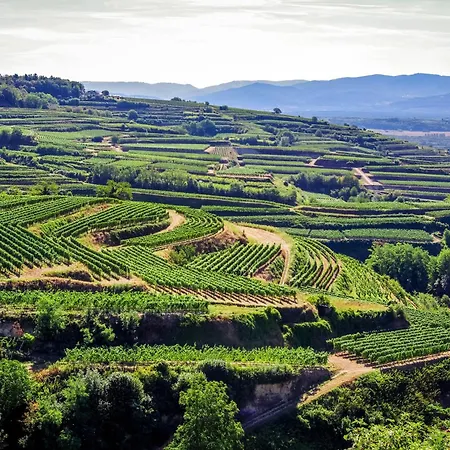 Dreilaendereck Am Kaiserstuhl *